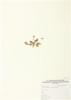 藏品(箭葉堇菜)的圖片